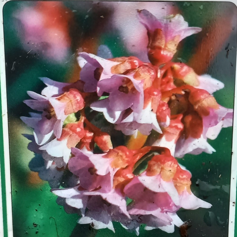 Na slunce - Bergenia Baby Doll K11