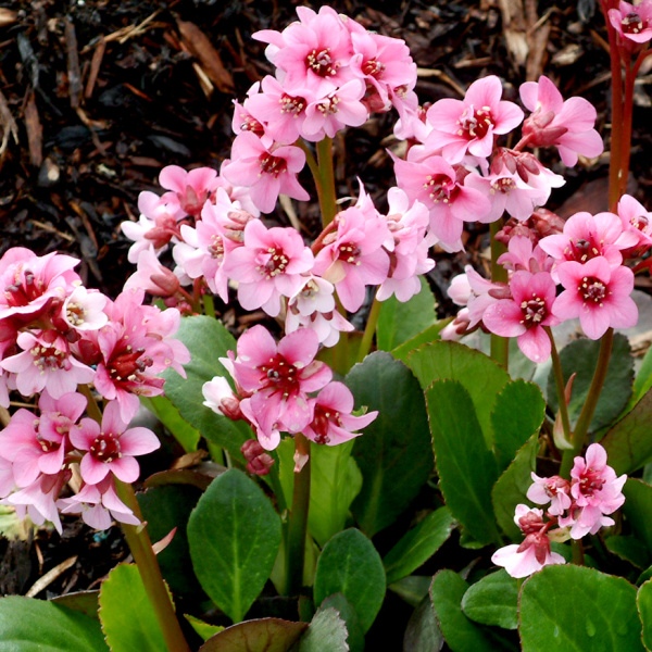 Na slunce - Bergenie 'Pink Dragonfly' 11cm