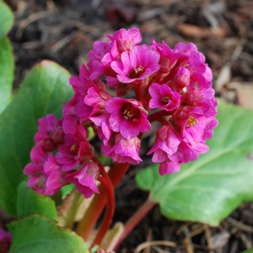 Na slunce - Bergénie srdčitolistá 'Eroica' 2 litry