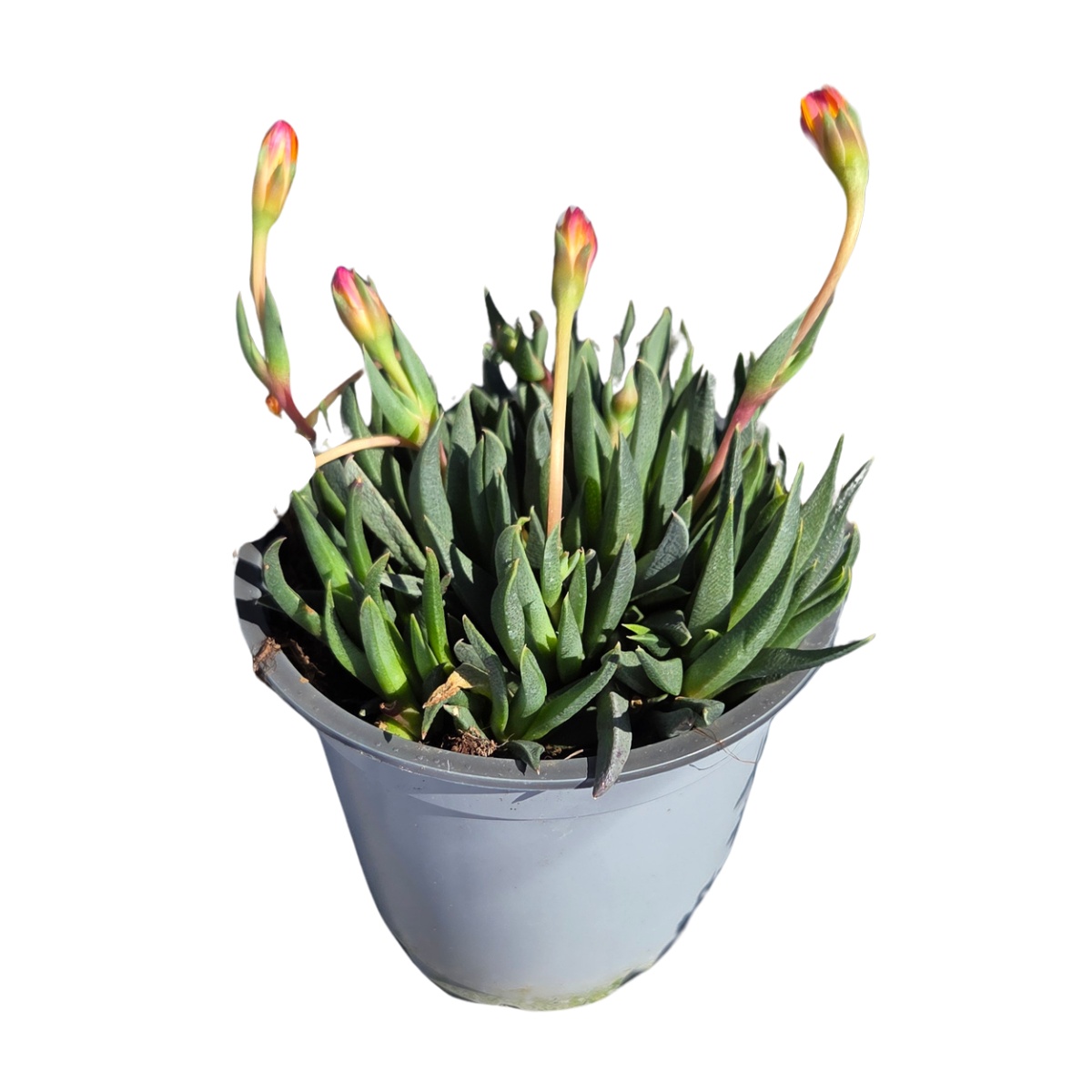 Skalničky - Bergerantus květináč 11cm