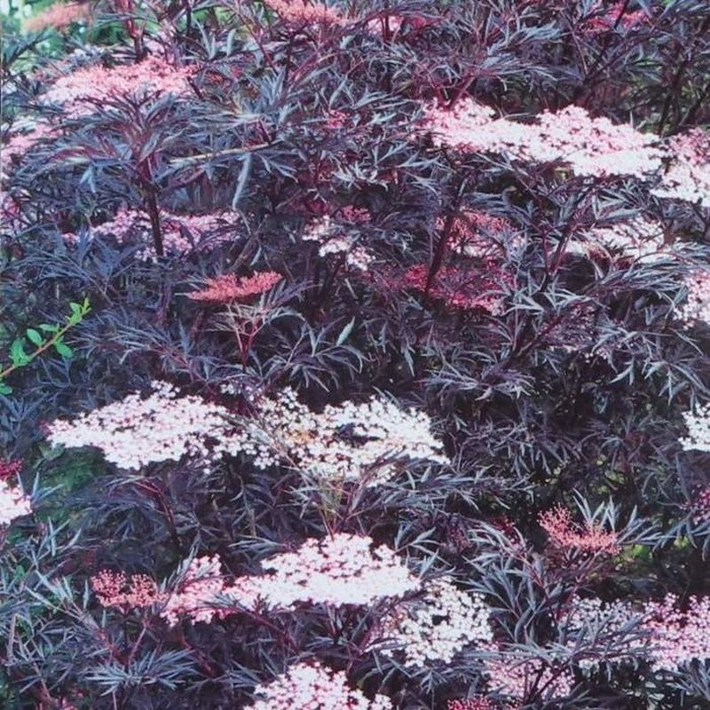 Keře okrasné listem - Bez černý Black Lace květináč 10 litrů