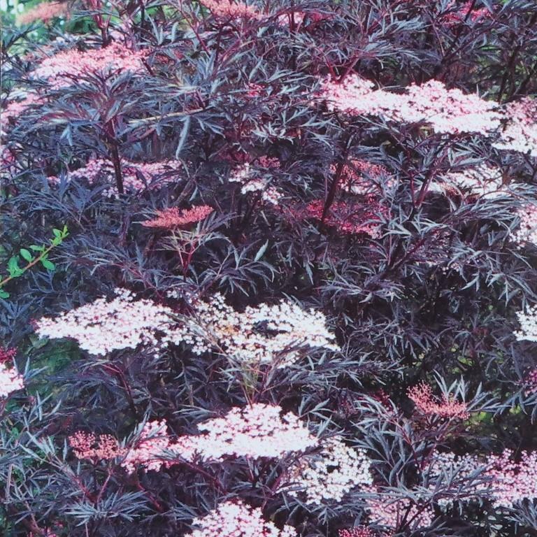 Keře okrasné květem - Bez černý Black Lace květináč 2,5 litru, výška 25/30cm, keř