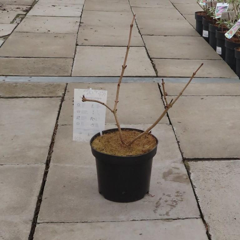 Bez černý Black Lace květináč 2,5 litru, výška 25/30cm, keř-0