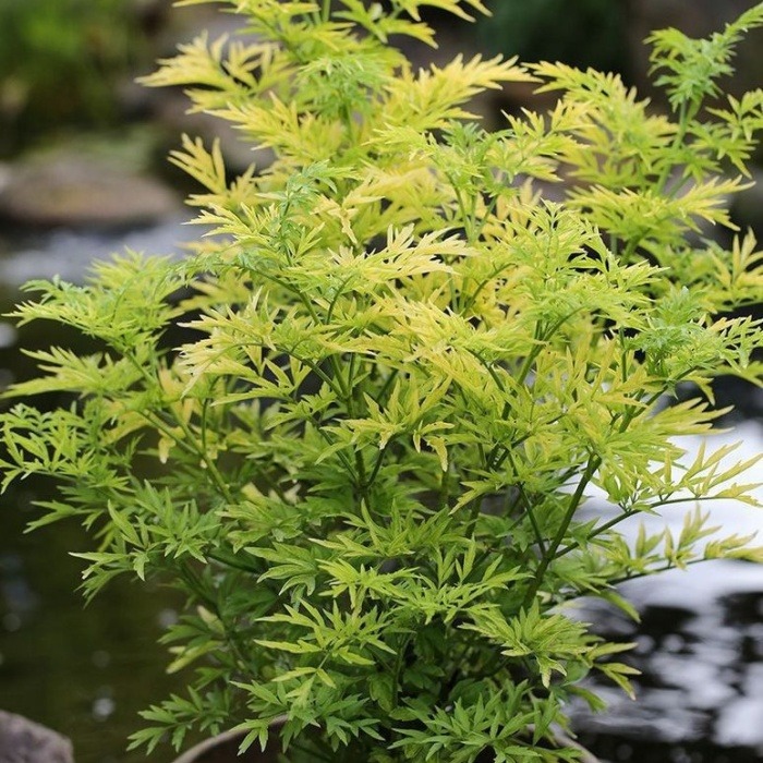 Keře okrasné listem - Bez černý Golden Tower květináč 2,5 litru