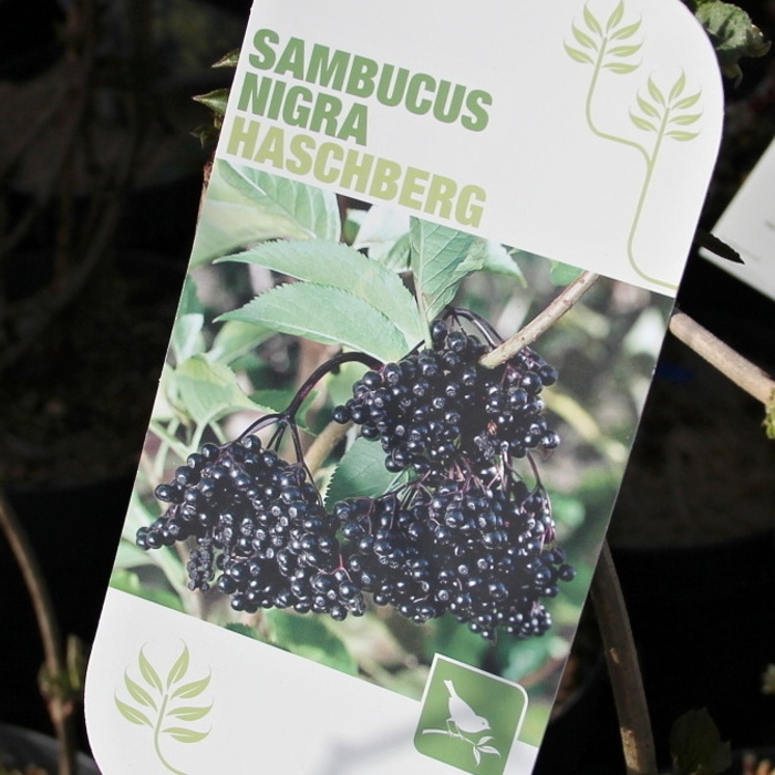 Rostliny - Bez černý Haschberg květináč 4,6 litru