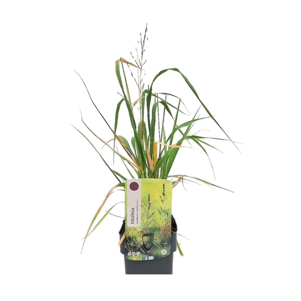 Traviny - Bezkolenec rákosovitý Karl Foerster květináč 2 litry