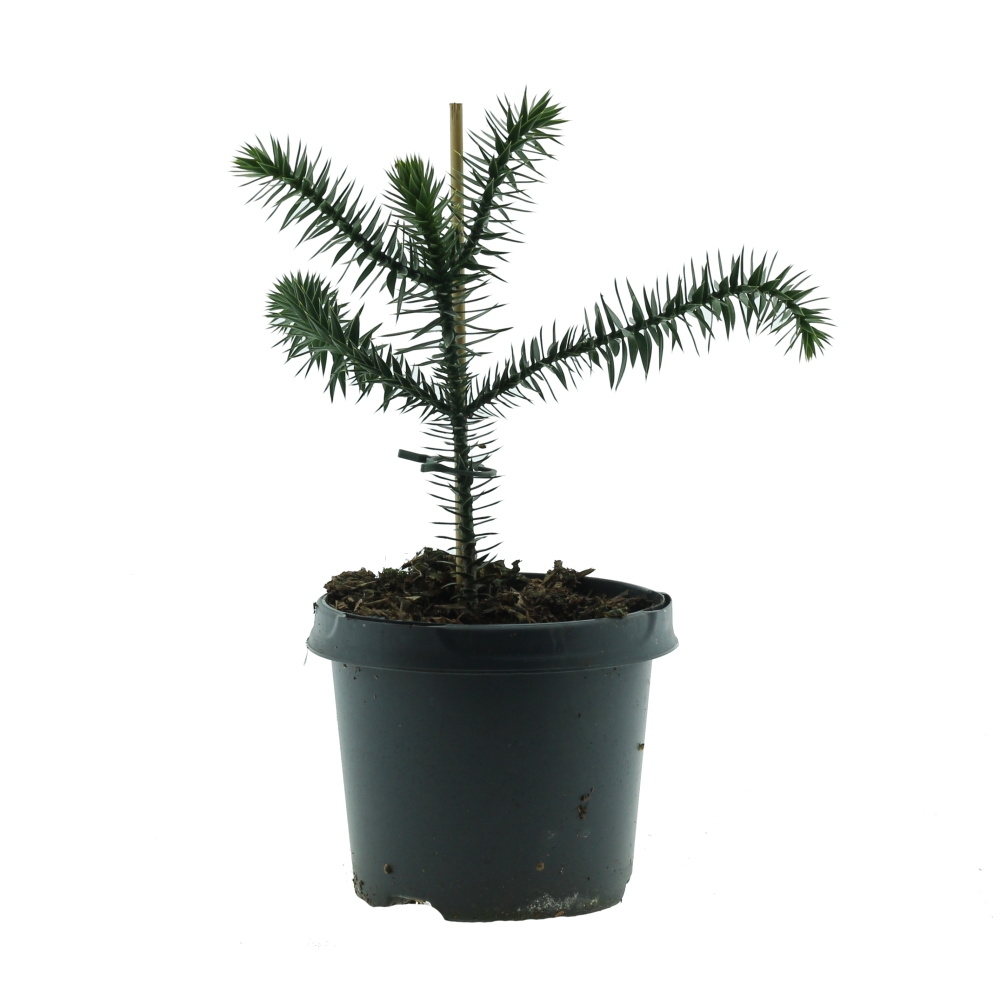 Nádobové květiny - Blahočet chilský 3l