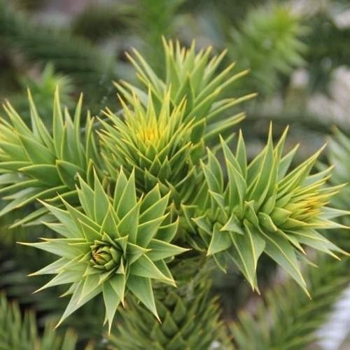 Nádobové květiny - Blahočet čilský výška 45/50cm