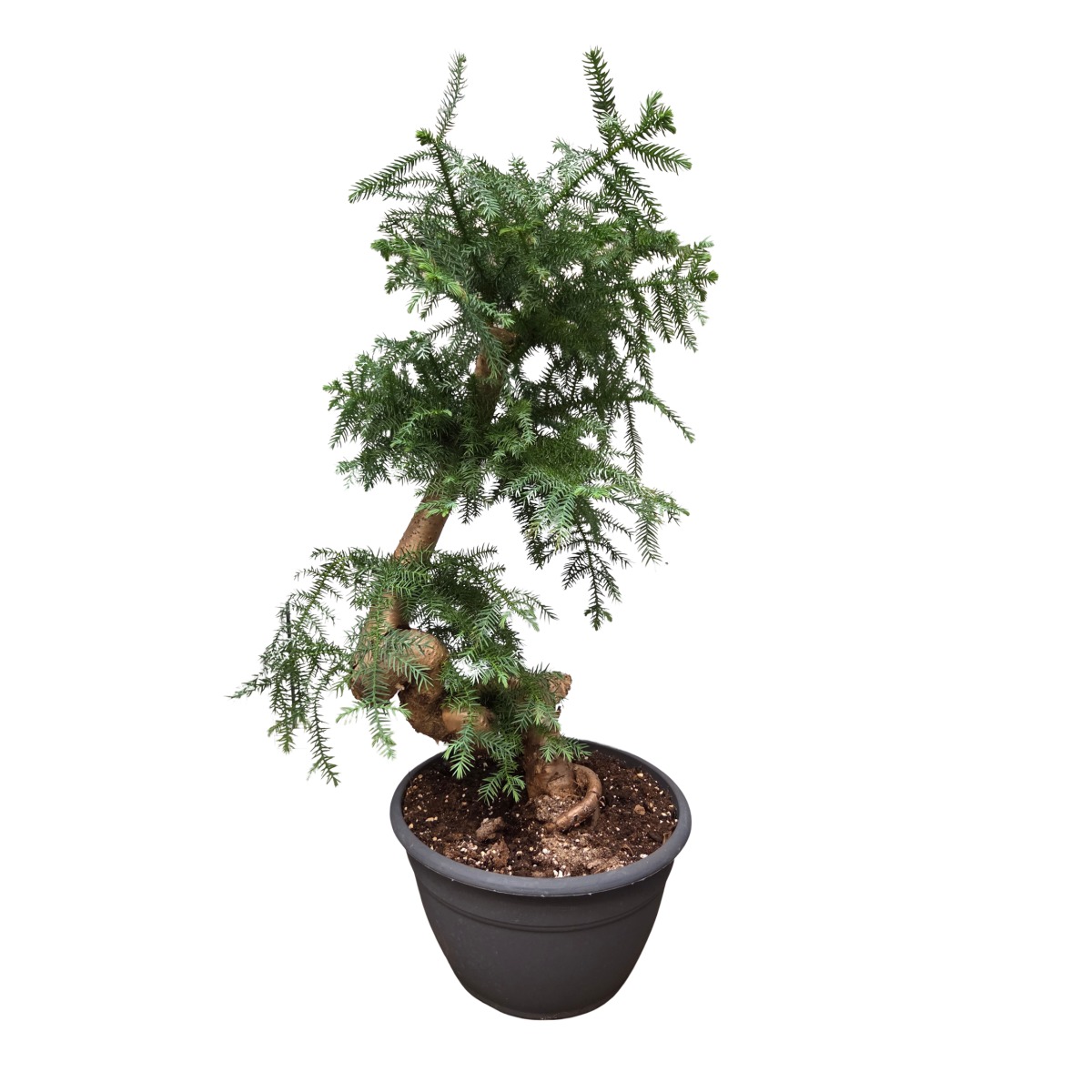 Okrasné pokojové rostliny - Blahočet Cinnunghamův výška 90cm, květináč 31cm, bonsai