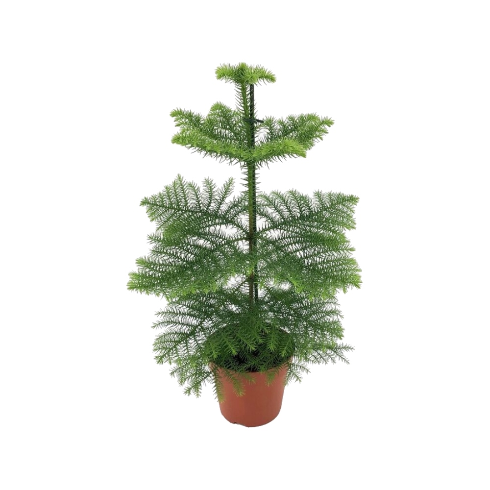 Pokojové rostliny okrasné listem - Blahočet ztepilý květináč 17cm