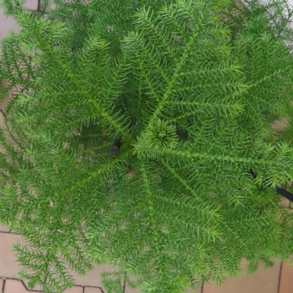 Blahočet ztepilý květináč 27cm-0