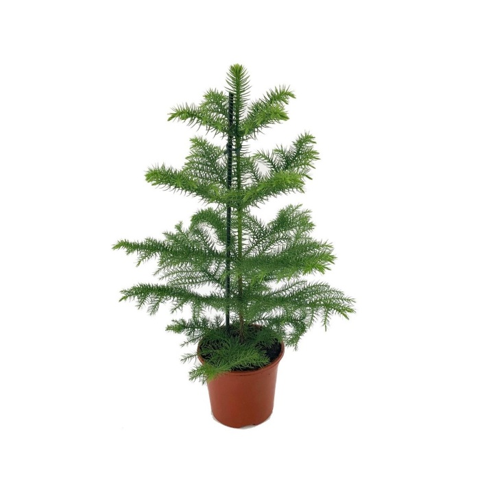 Rostliny - Blahočet ztepilý výška 40/+cm, květináč 14cm