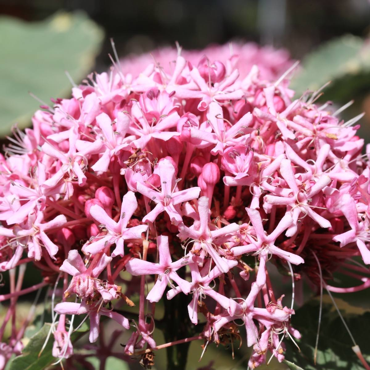 Keře okrasné květem - Blahokeř Bungeův Pink Diamond květináč 4,6 litru