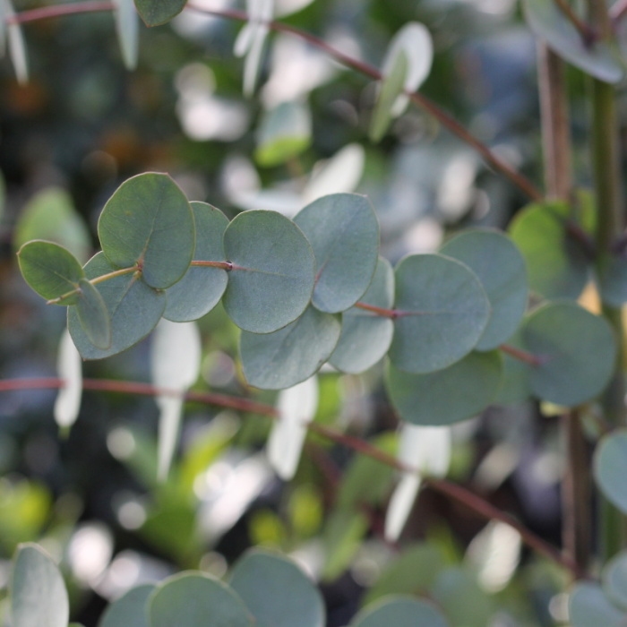 Nádobové květiny - Blahovičník Baby Blue květináč 10 litrů