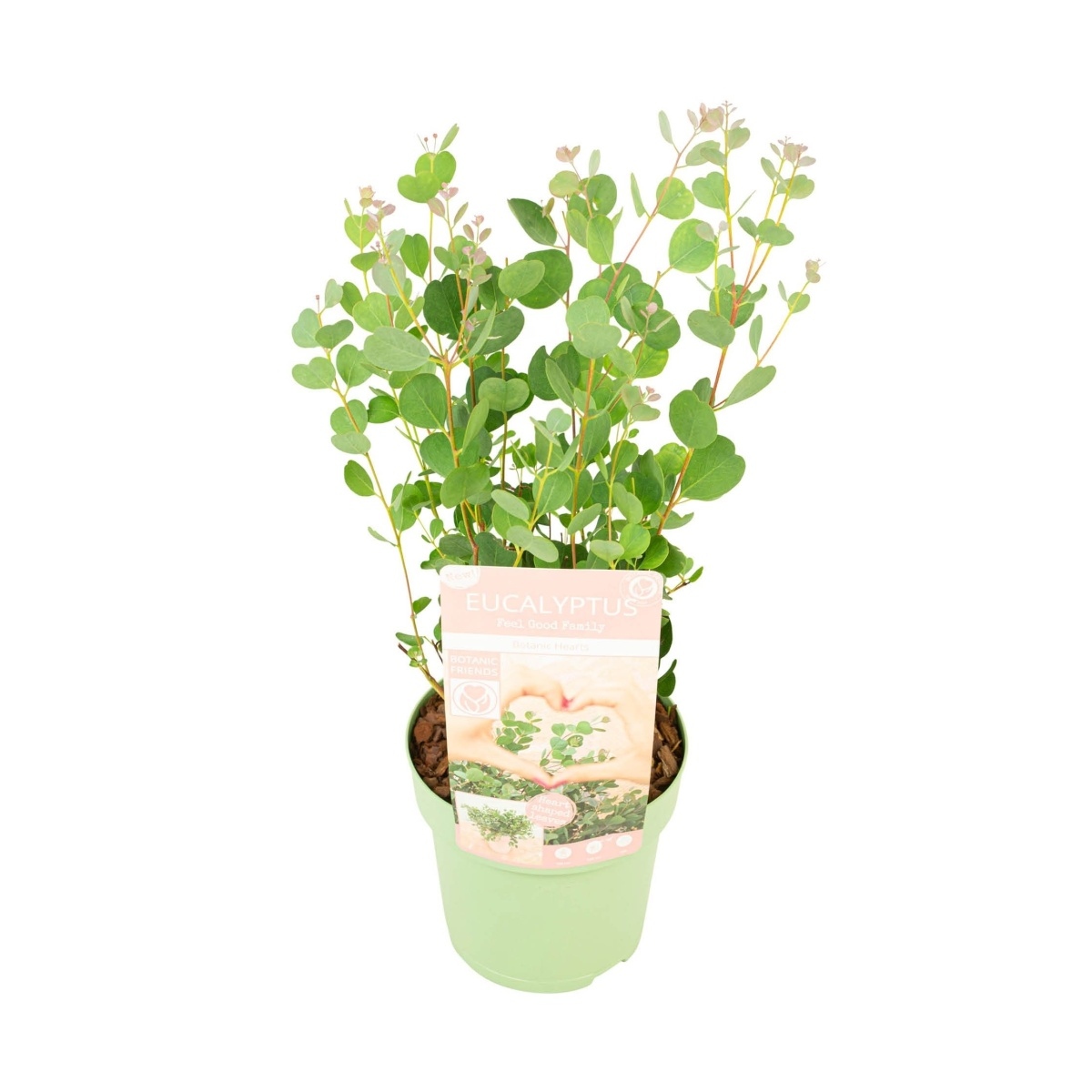 Nádobové květiny - Blahovičník Botanic Hearts květináč 3 litry