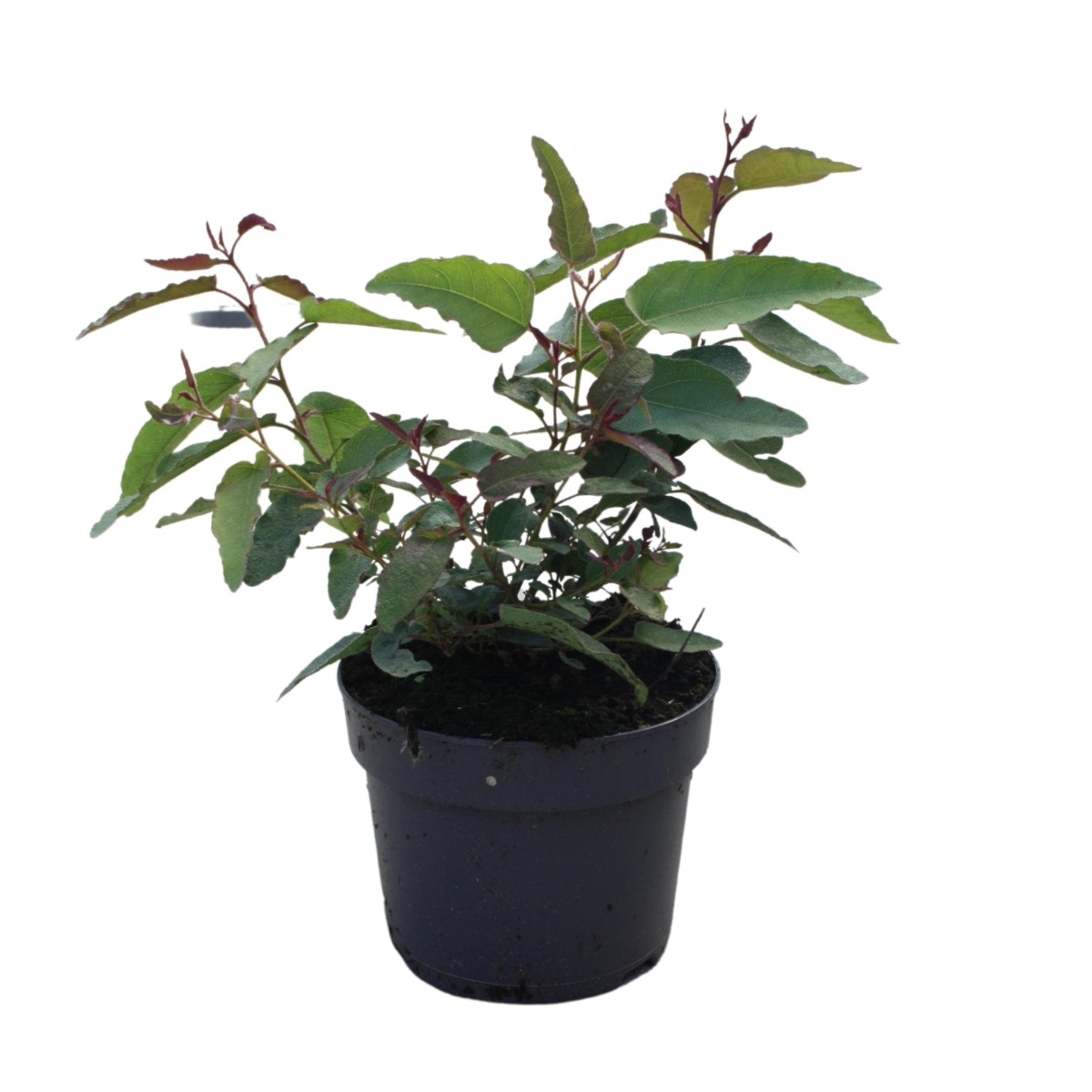 Nádobové květiny - Blahovičník citronový květináč 3 litry