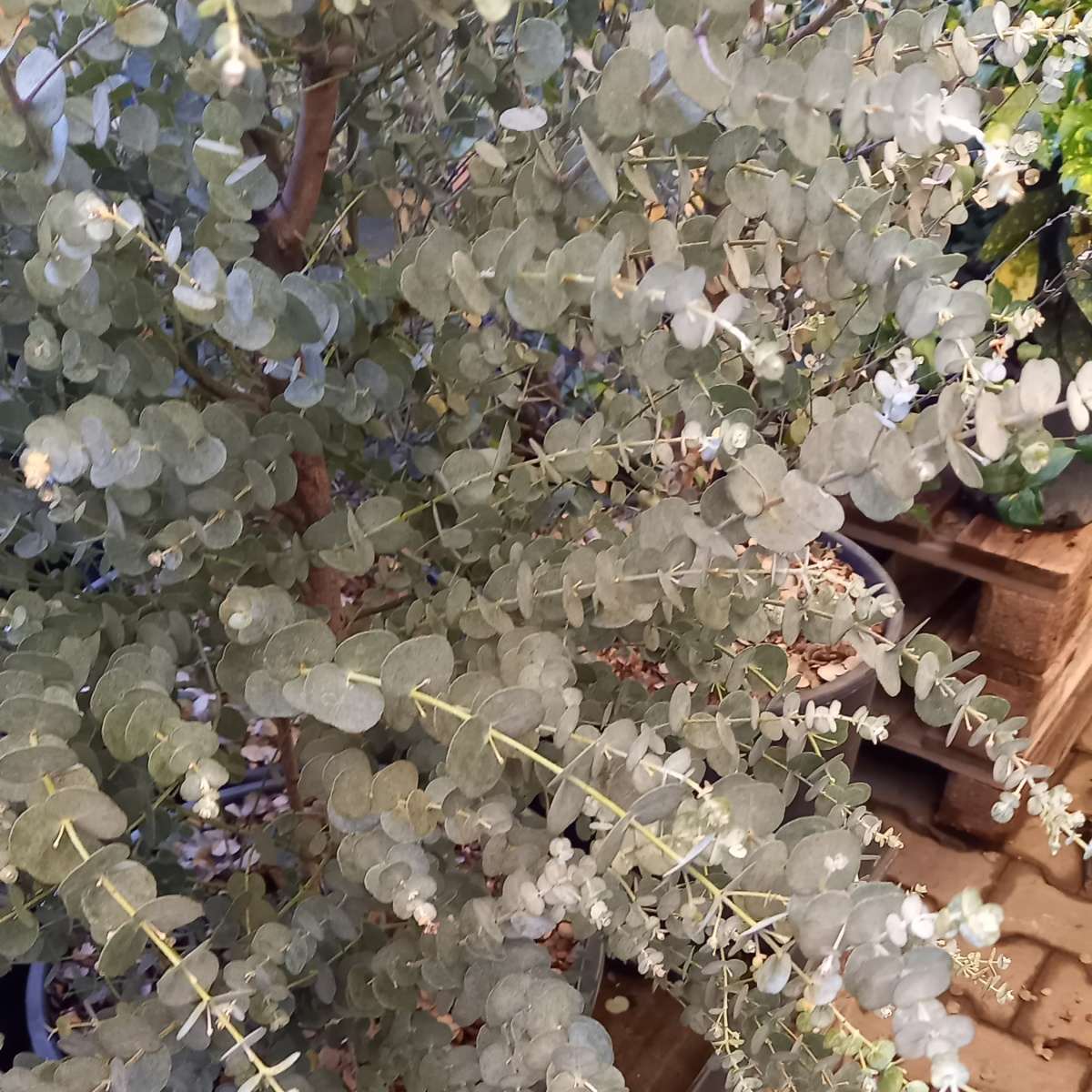 Nádobové květiny - Blahovičník Gunnův Azura květináč 10 litrů