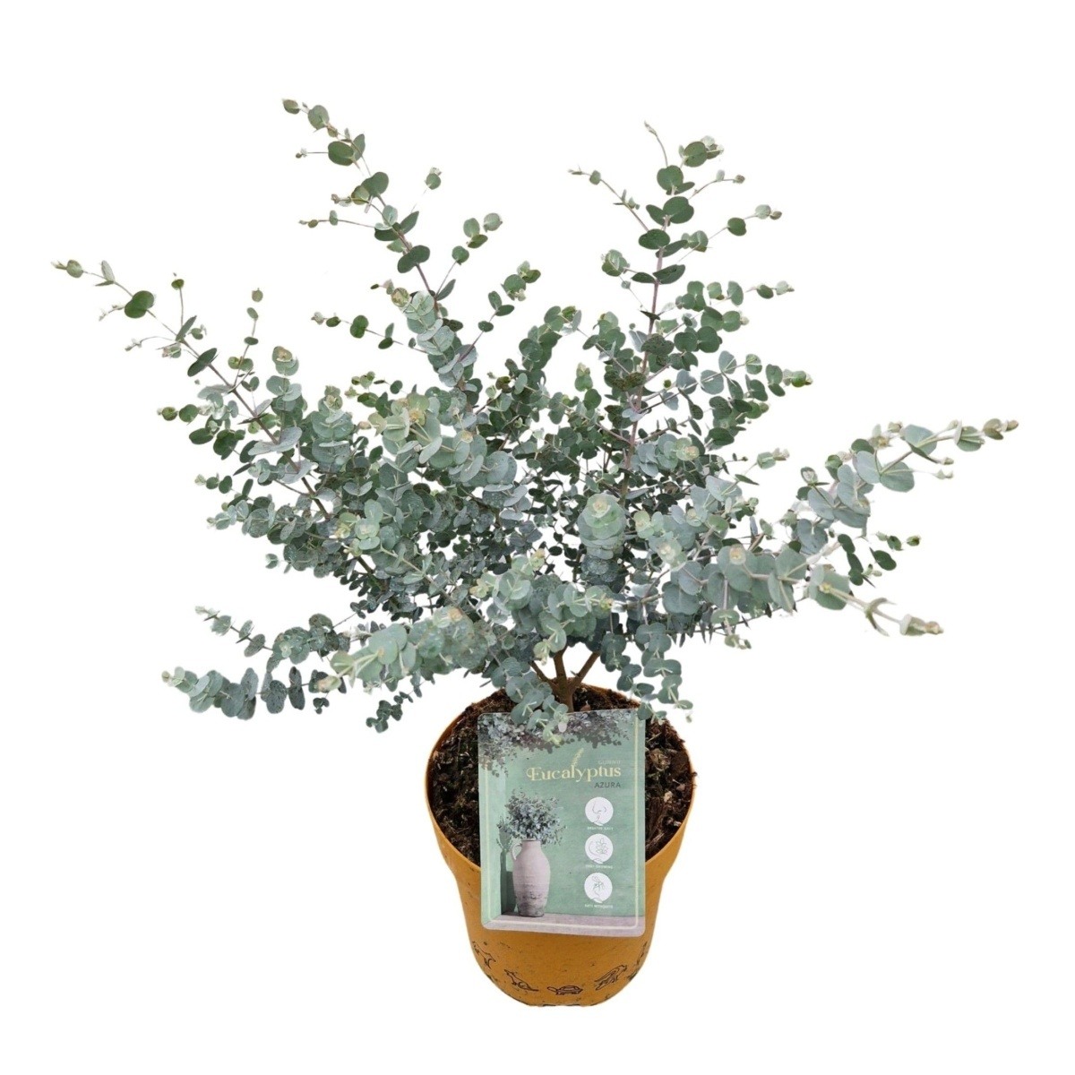 Nádobové květiny - Blahovičník Gunnův Azura květináč 3,4 litru