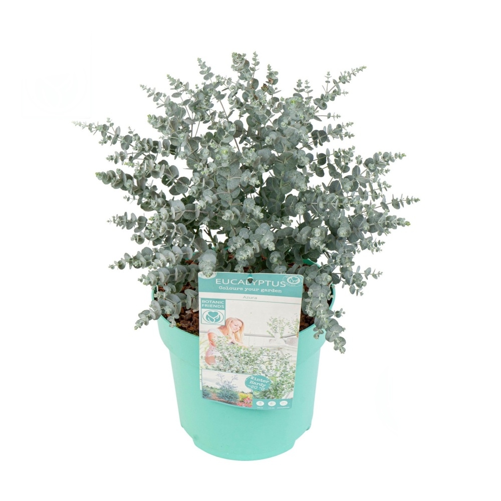 Nádobové květiny - Blahovičník Gunnův 'Azura' květináč 6 litrů