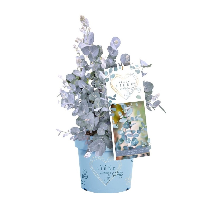 Nádobové květiny - Blahovičník Gunnův Blaue Liebe květináč 2,3 litru