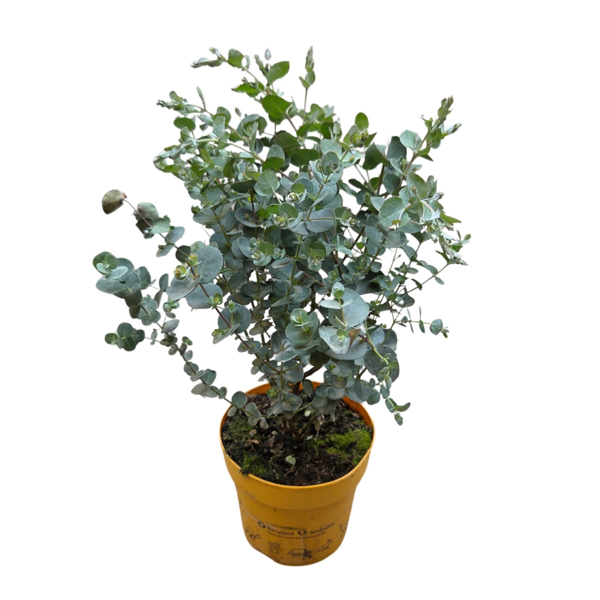 Nádobové květiny - Blahovičník Gunnův Downunder Dreams květináč 14cm