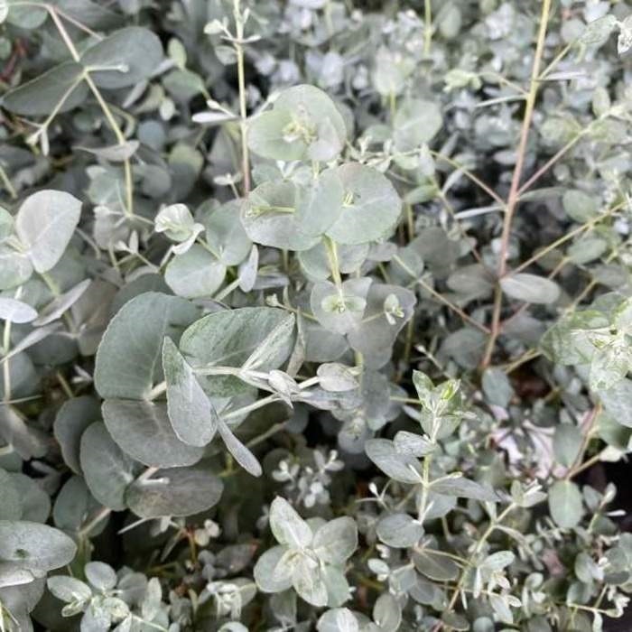 Nádobové květiny - Blahovičník Gunnův kmínek 1/4, miska 30cm