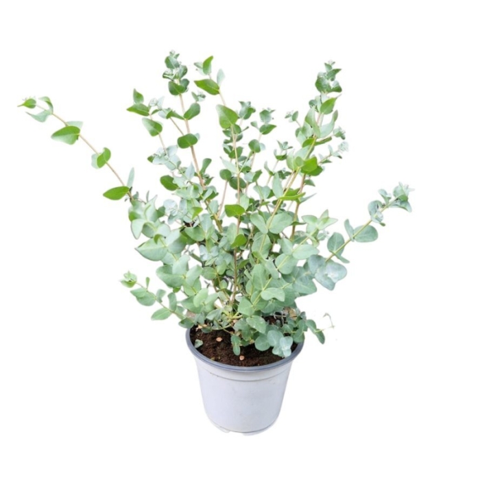 Nádobové květiny - Blahovičník Gunnův květináč 10,5cm