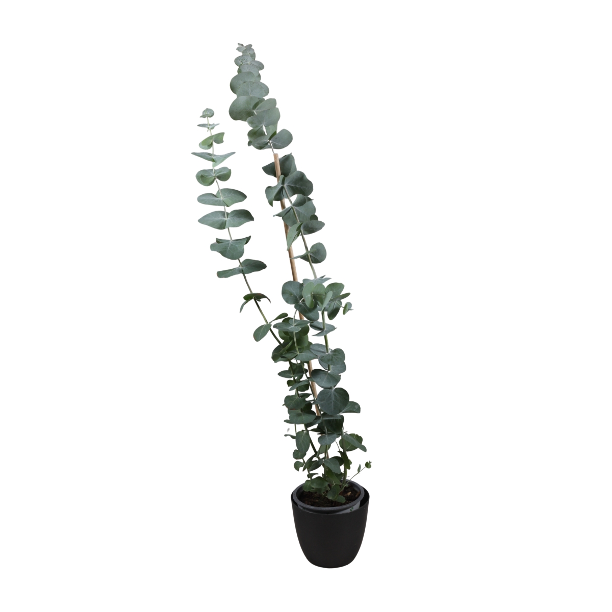 Nádobové květiny - Blahovičník Gunnův květináč 11cm