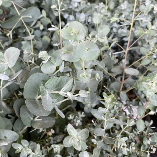 Nádobové květiny - Blahovičník Gunnův květináč 17cm