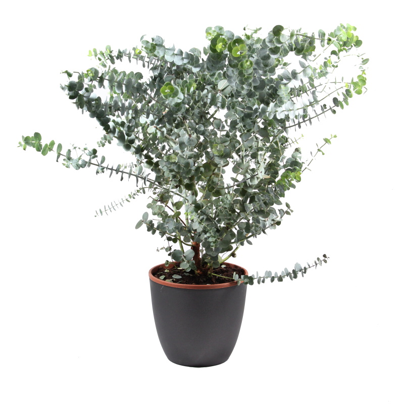 Blahovičník Gunnův květináč 17cm-0