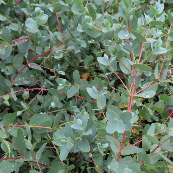 Rostliny - Blahovičník Gunnův květináč 3 litry, výška 20/30cm, keř