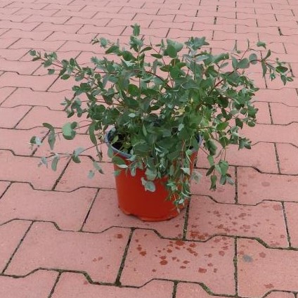 Blahovičník Gunnův květináč 3 litry, výška 20/30cm, keř-0