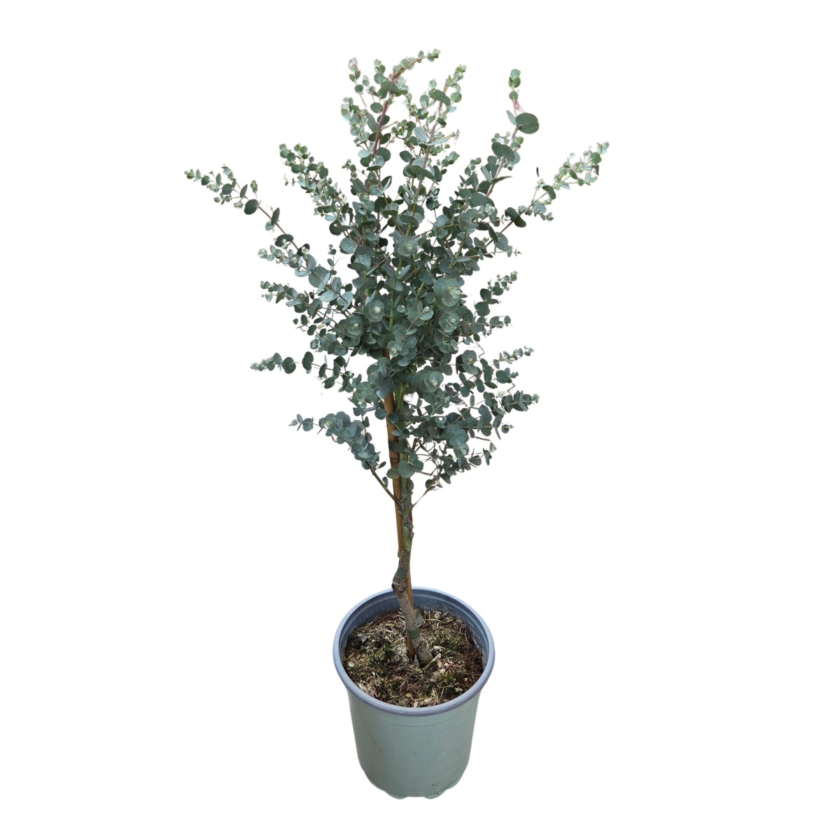 Nádobové květiny - Blahovičník Gunnův mini kmínek, květnáč 9 litrů