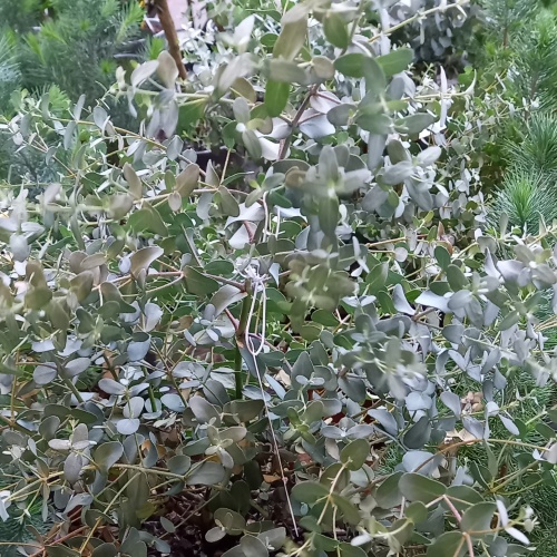 Nádobové květiny - Blahovičník Gunnův výška 80/100cm, 10 litrů