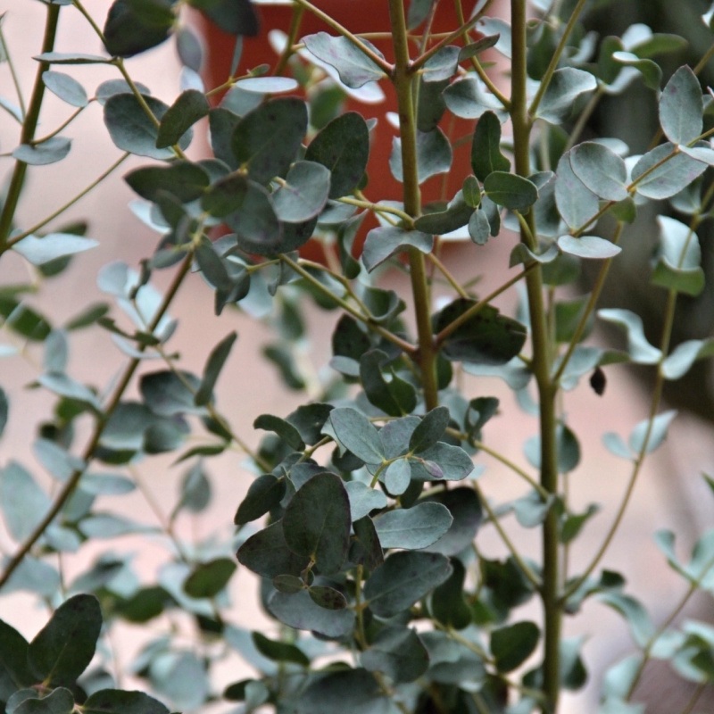 Nádobové květiny - Blahovičník Gunnůvi 10 litrů