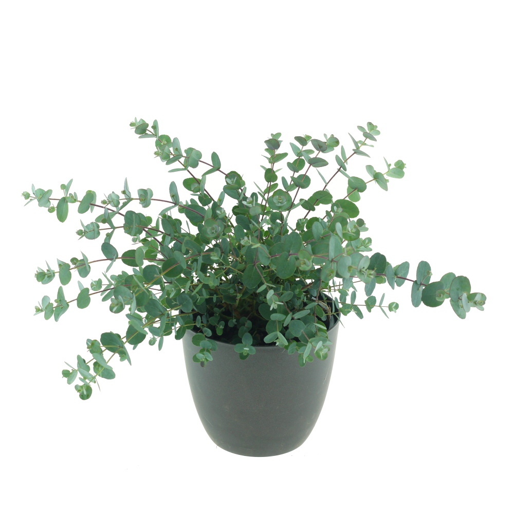 Rostliny - Blahovičník květináč 13cm