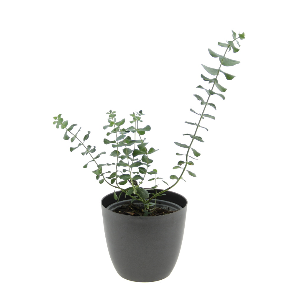 Nádobové květiny - Blahovičník 'Silver Dollar' květináč 12cm