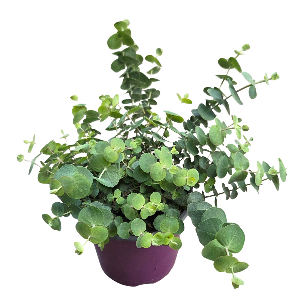 Nádobové květiny - Blahovičník 'Silver Dollar' květináč 12cm