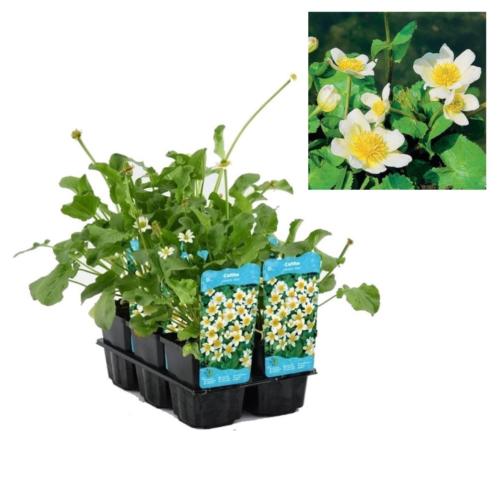 Vodní rostliny a lekníny - Blatouch bahenní Alba 9cm