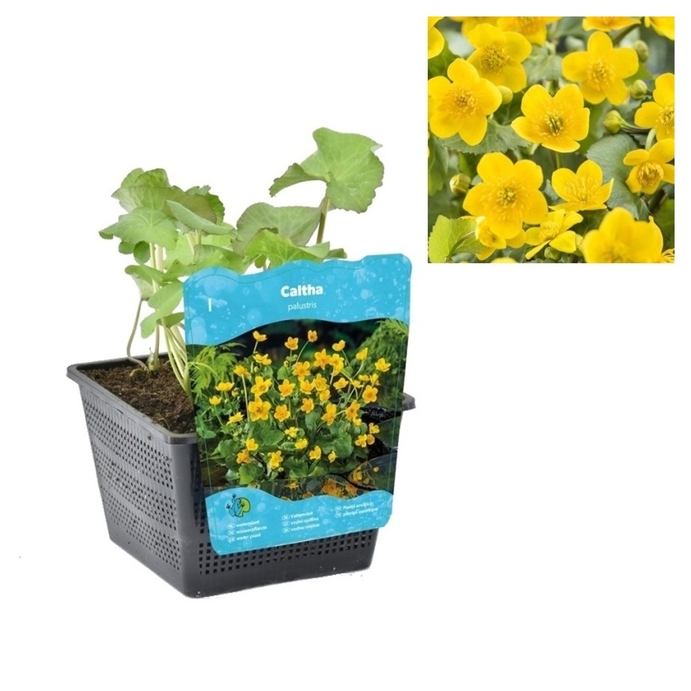 Vodní rostliny a lekníny - Blatouch bahenní květináč 3 litry