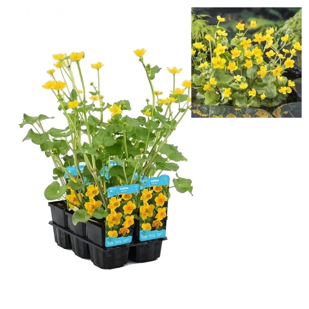 Vodní rostliny a lekníny - Blatouch bahenní květináč 9cm