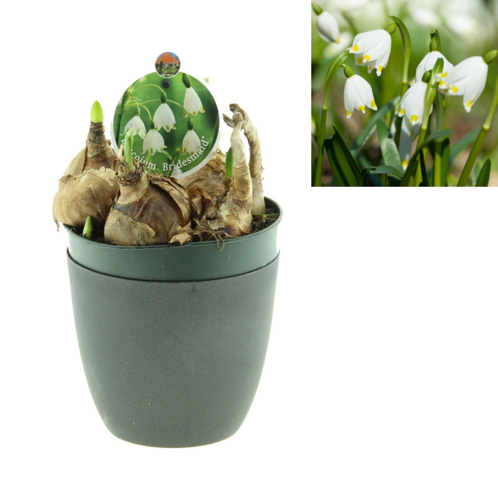 Rychlené cibuloviny - Bledule jarní květináč 12cm