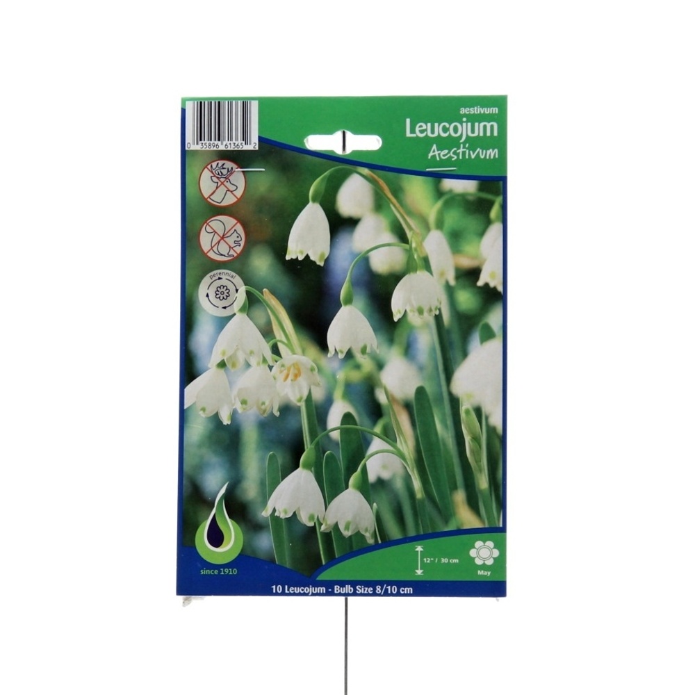 Rostliny - Bledule letní 10ks