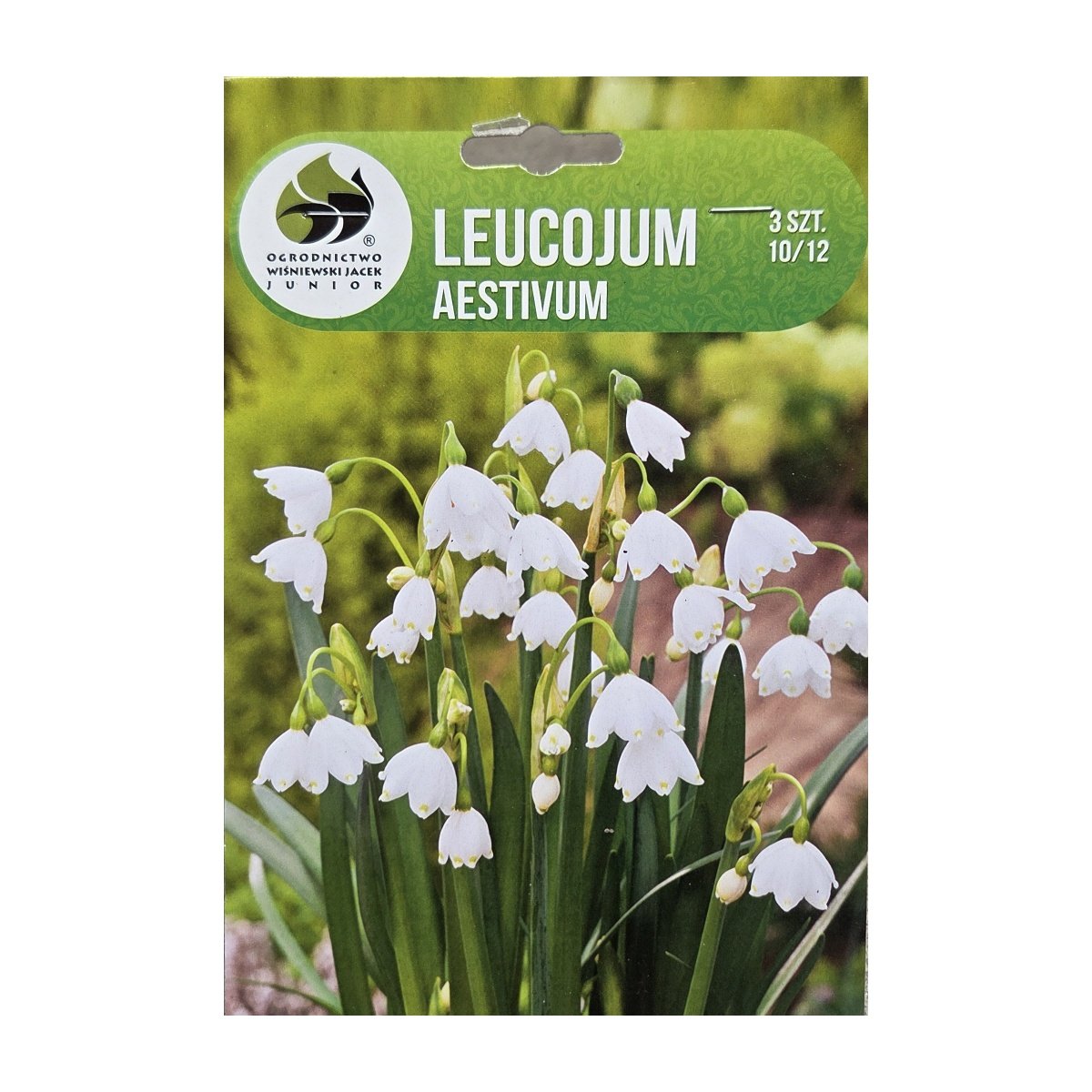 Podzimní cibuloviny ostatní - Bledule letní 3ks