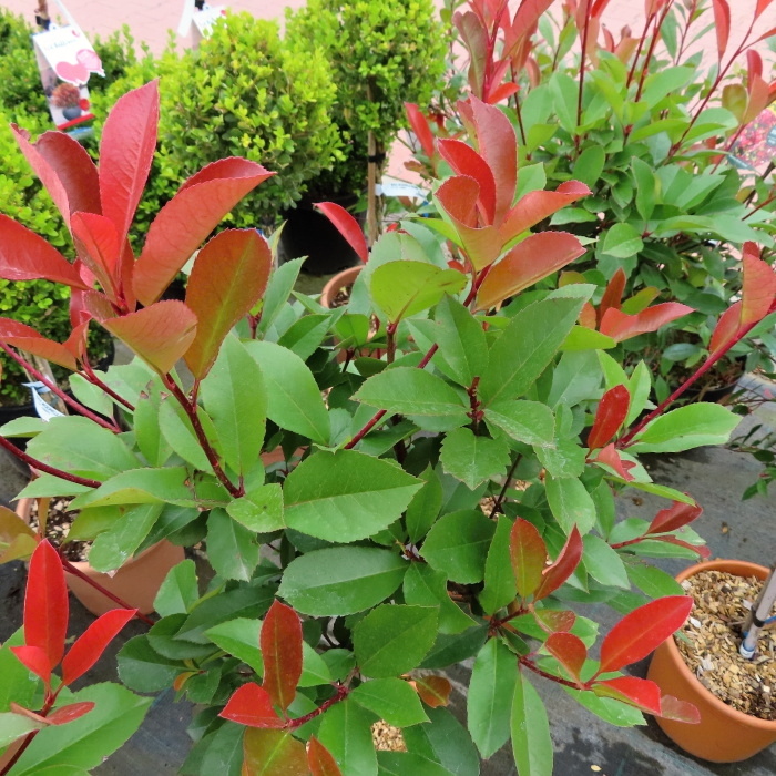 Listnaté stromky a stromy - Blýskala Fraserova Little Red Robin květináč 7 litrů, malý kmínek, stromek