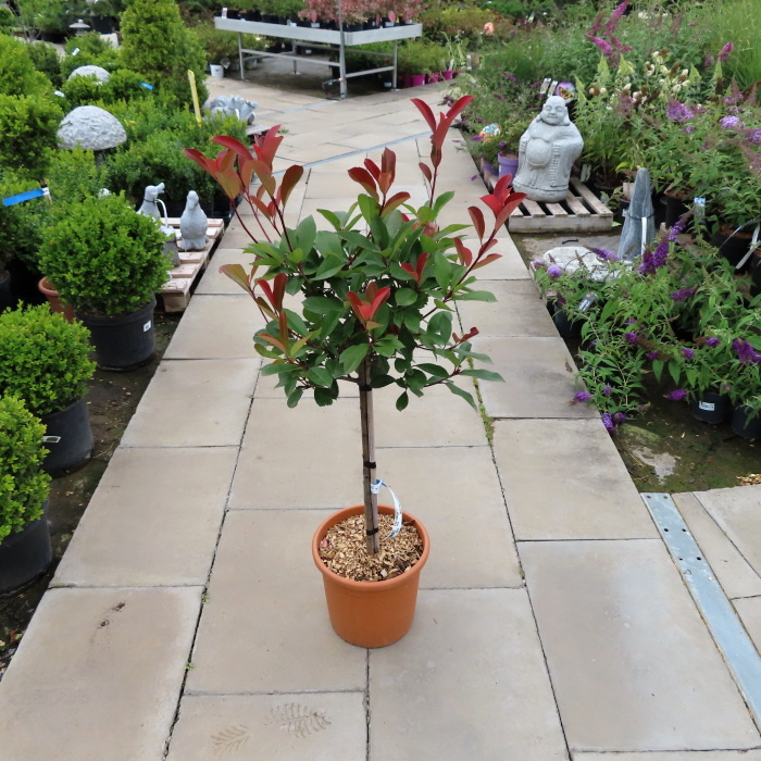 Blýskala Fraserova Little Red Robin květináč 7 litrů, malý kmínek, stromek-0