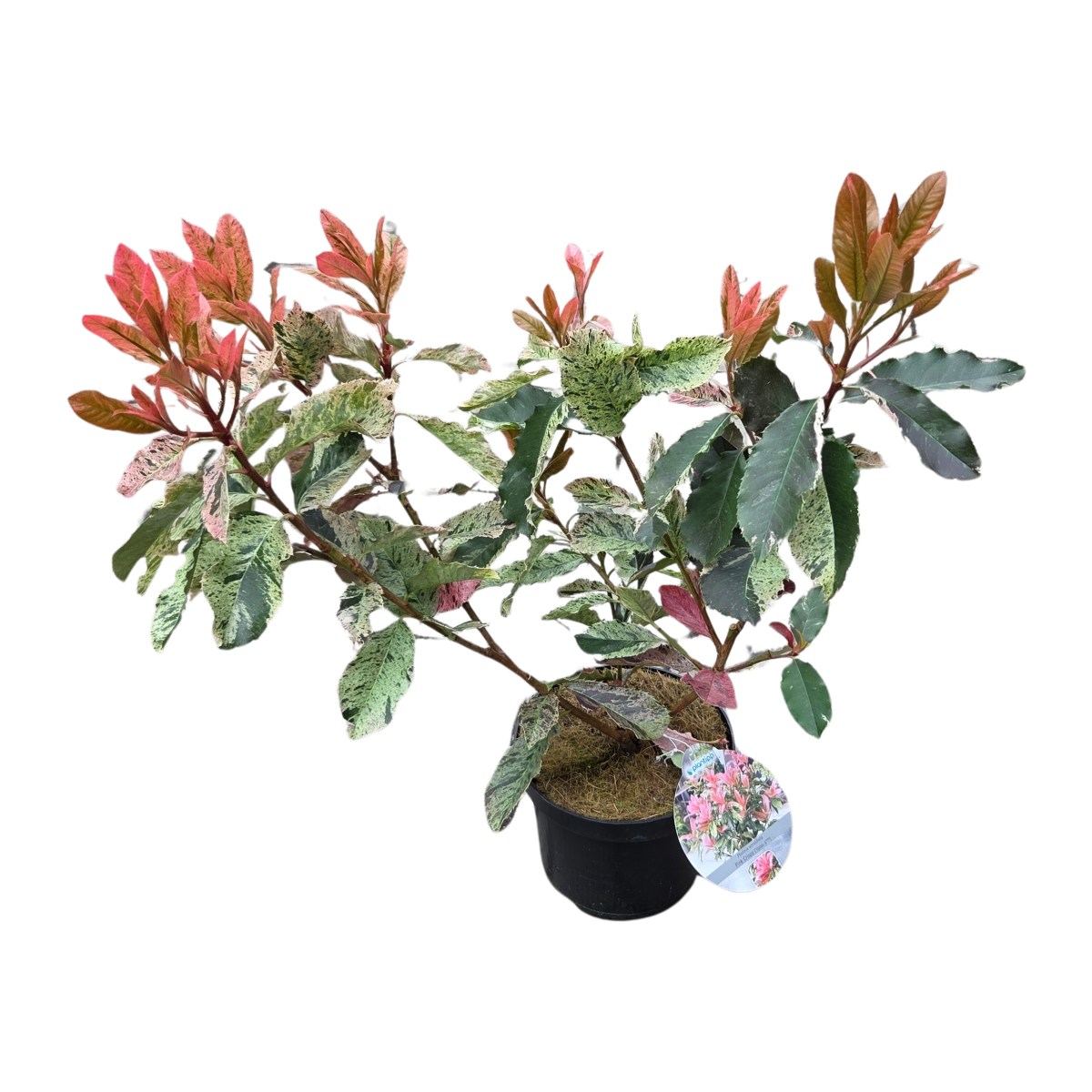 Živé ploty - Blýskalka čínská Pink Crispy výška 30/40cm, květináč 2,5 litru