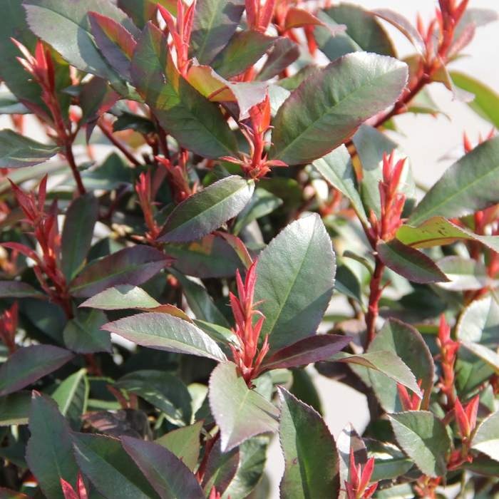 Listnaté stromky a stromy - Blýskalka Fraserova 'Carré Rouge' kmínek 1/2, květináč 18 litrů