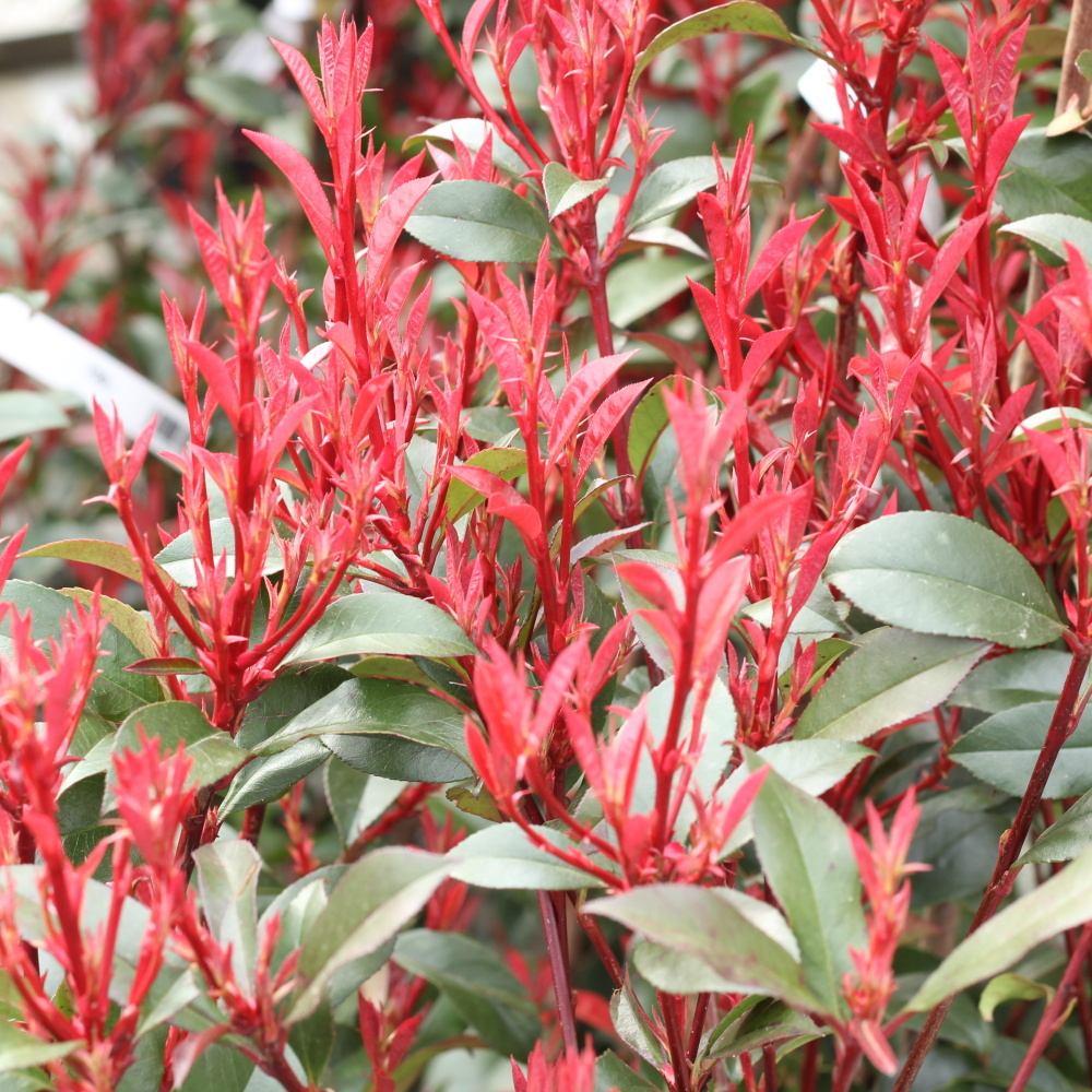 Blýskalka Fraserova Carré Rouge květináč 10litrů, výška 30/80cm, keř-0