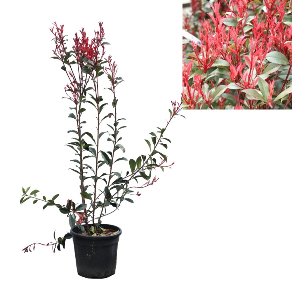 Živé ploty - Blýskalka Fraserova Carré Rouge květináč 10litrů, výška 60/80cm, keř